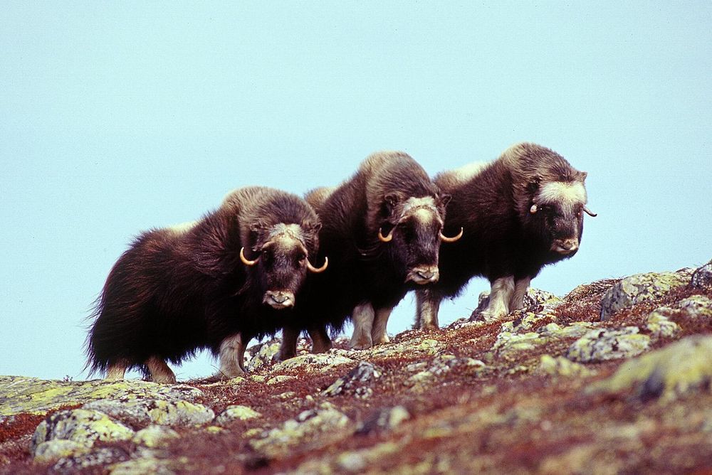 Den svenska flocken av vilda myskoxar är något större än så här, men kan enligt forskarna gärna vara betydligt större.