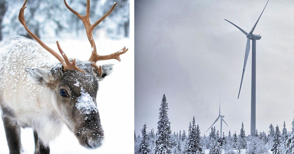 Två samebyar i Krokoms kommun är skeptiska till vindkraft som de menar stör renarna.