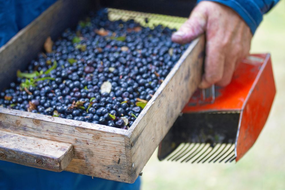 Plocka och rensa blåbär effektivt bästa råden Land