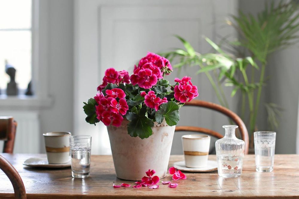 Den heter Tango Deep Rose With Eye och kommer att dansa fint på kökbordet.