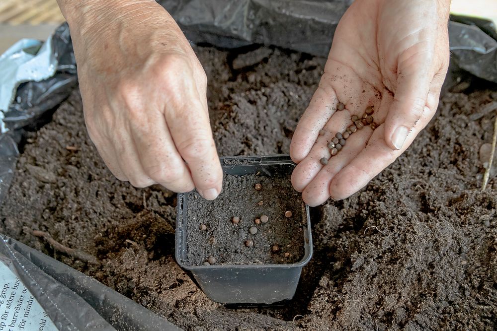 Närbild av händer som placerar frön i jord i en plastkruka