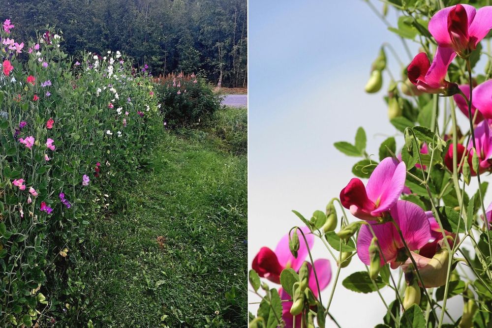 Luktärter vid en grönskande vägkant och närbild på rosa luktärtsblommor