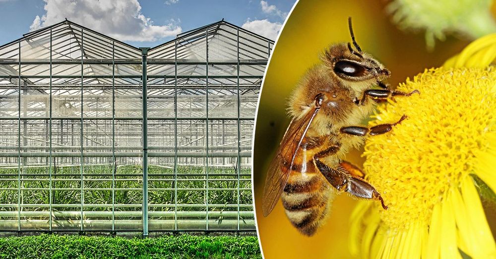 Imidakloprid är förbjudet att använda utomhus eftersom det dödar bin och andra pollinerare. Nu visar det sig att giftet läcker ut från växthus.