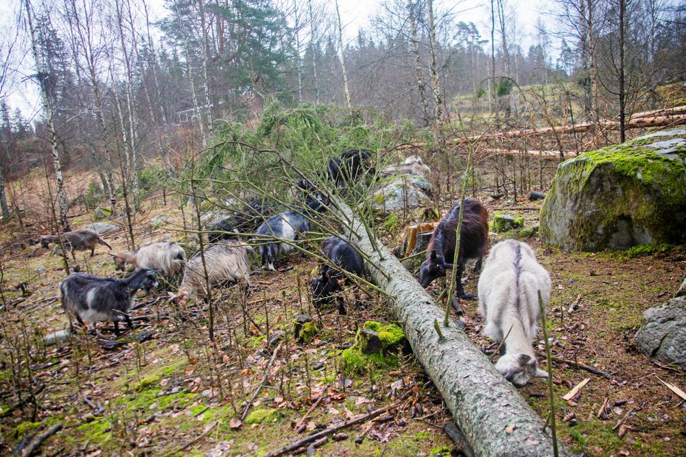Getterna har gjort stor nytta med att röja upp gårdens tidigare igenväxta marker.