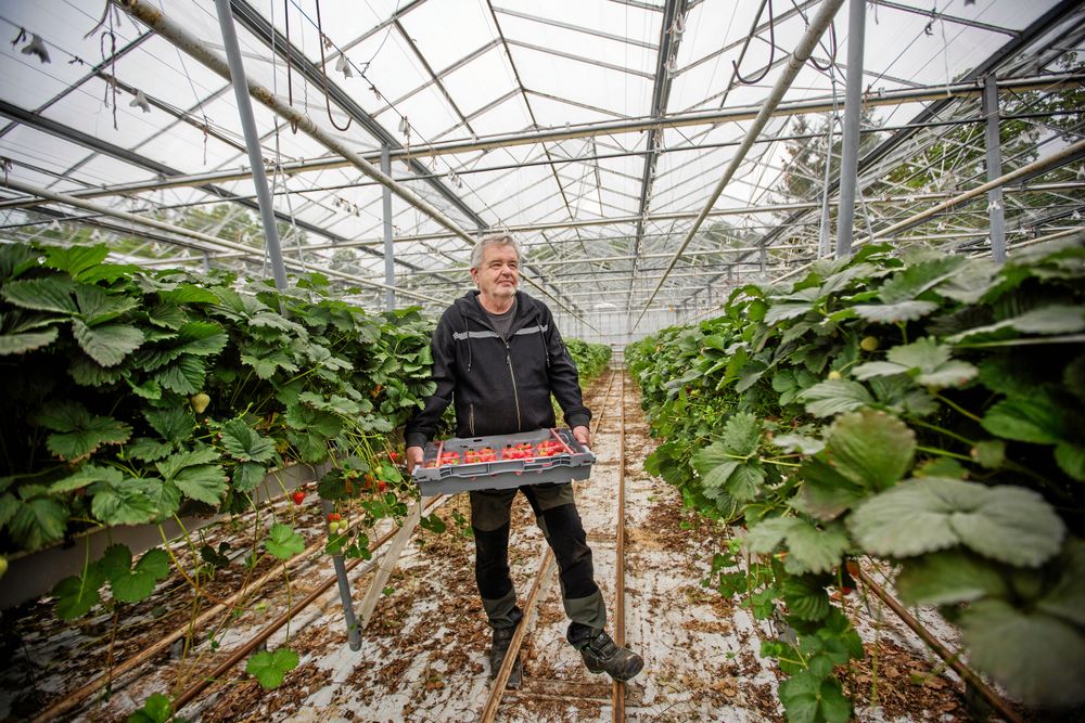 Rolf Nilsson på Bjäraryds tomat- och bärodlingar i sitt växthus.