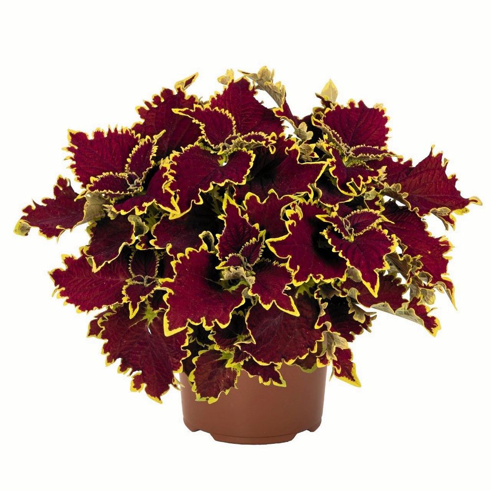 'Stained Glassworks Crown Jewel'.