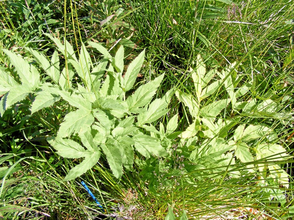 Första året bildar kvanneplantan bara blad.