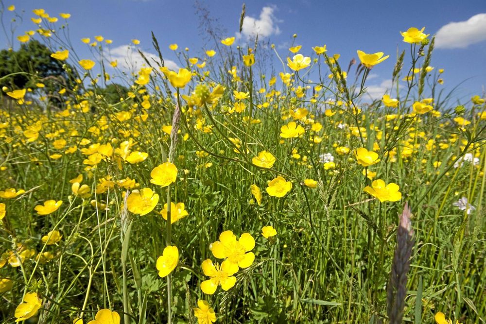 Solgult att spara. Smörblomman blir fin eternell.