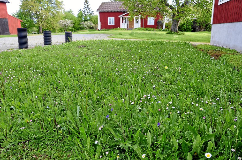 Örtgräsmatta på sommaren. Örtgräsmattan i juli året efter sådd. Nu blommar prästkrage, fibblor och kärringtand.