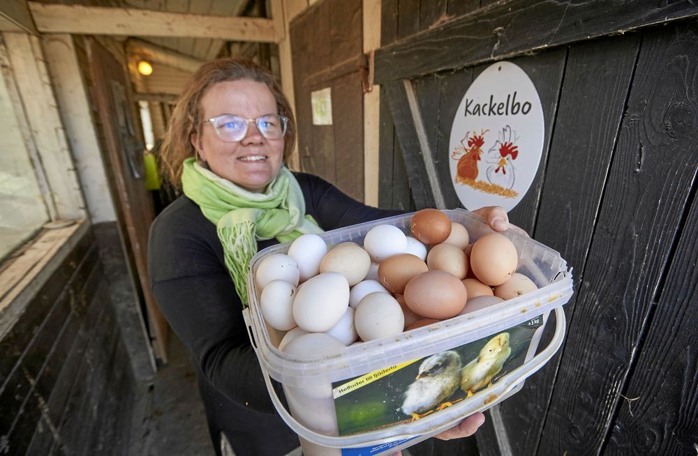 Isabelle hämtar färska ägg i ett av hennes hönshus, "Kackelbo".