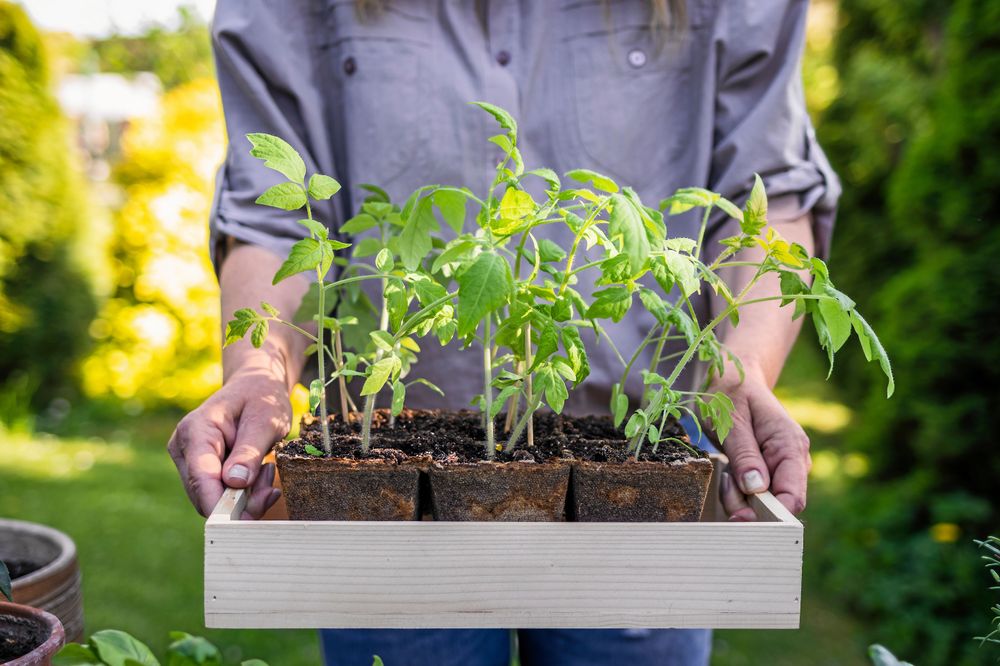 Person med huvudet ur bild håller upp ett tråg med tomatplantor.