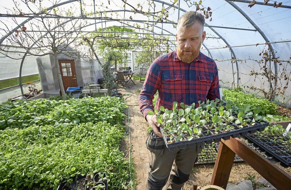 Stamkunder får köpa kassar med färska grönsaker, lite olika varje gång beroende på vad som skördas.