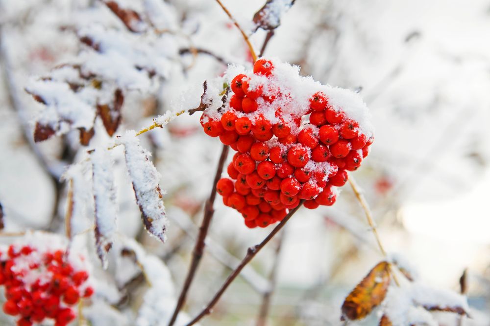 ”Mycket rönnbär – ja då blir det en sträng vinter!” Men talesättet har ingen vetenskaplig grund.