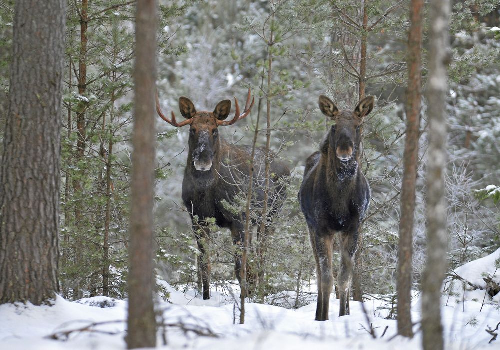 På vintern övergår älgen till att äta tallskott och aspkvistar.