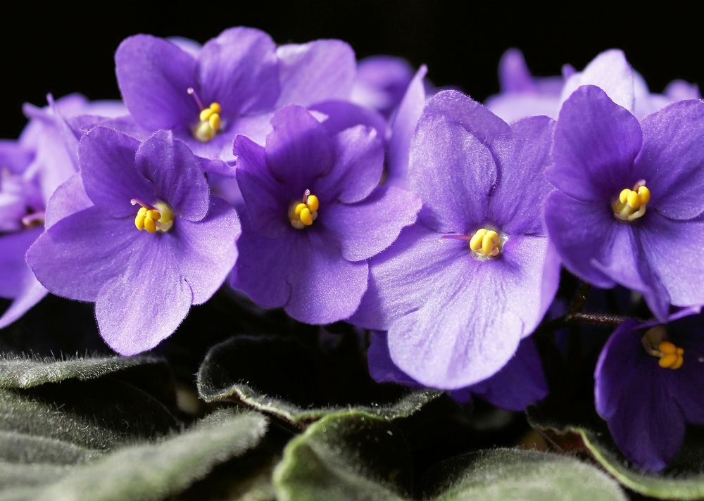 Många och stora blommor på en klassiskt blå saintpaulia.