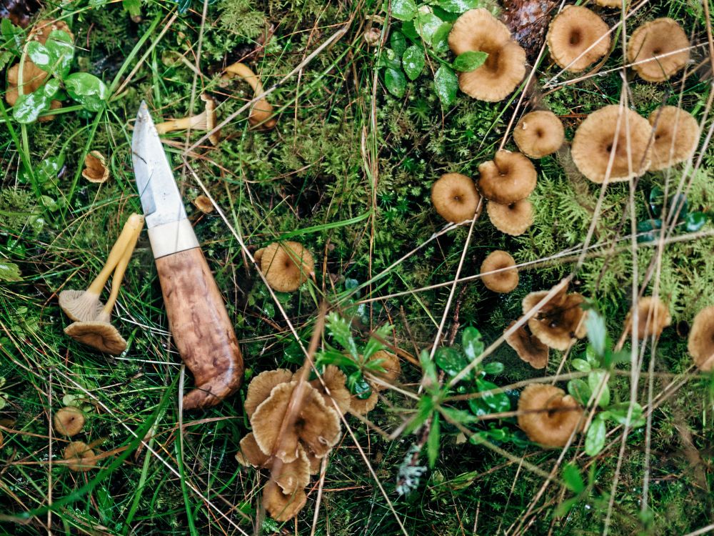 Svamp och kniv på mossig mark i skogen.