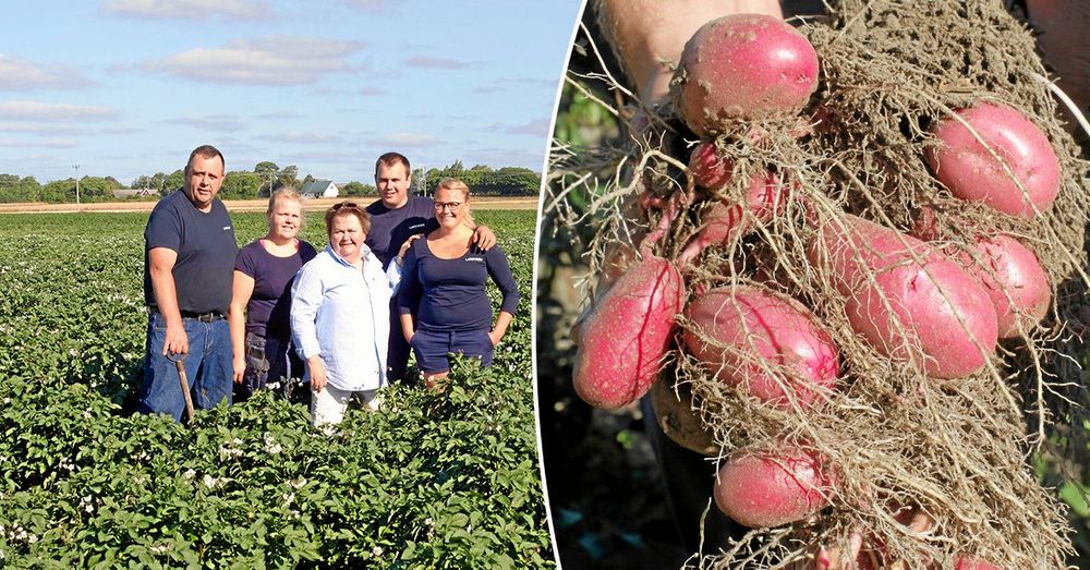 ”En dag utan potatis är en förlorad dag” enligt lantbruksfamiljen Larsson Persson.