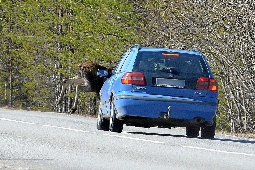 Föraren tog det tack och lov lugnt och vid det här tillfället klarade sig både älg och människa. Men nära var det!