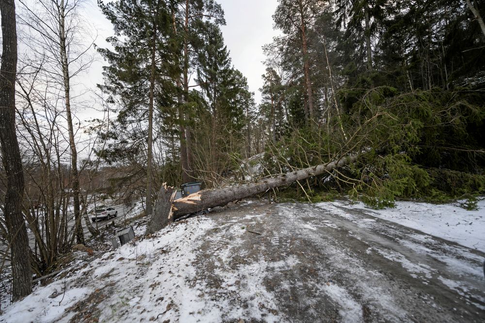 Ett träd har ramlat över vägen på Ingarö utanför Stockholm efter att stormen Alfrida dragit förbi.