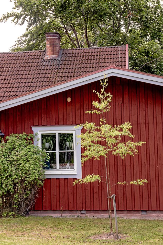 Röd trästuga med vitt fönster, krukväxter inomhus och ungt träd i förgrunden