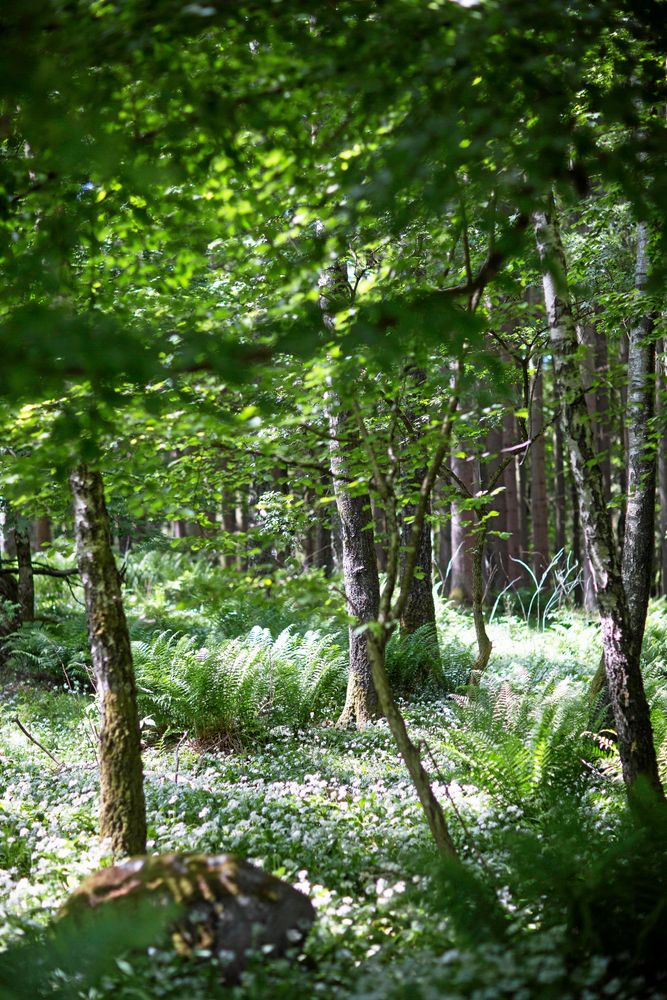 Skogen och marken på Linderödsåsen är artrika och skyddade från exploatering.