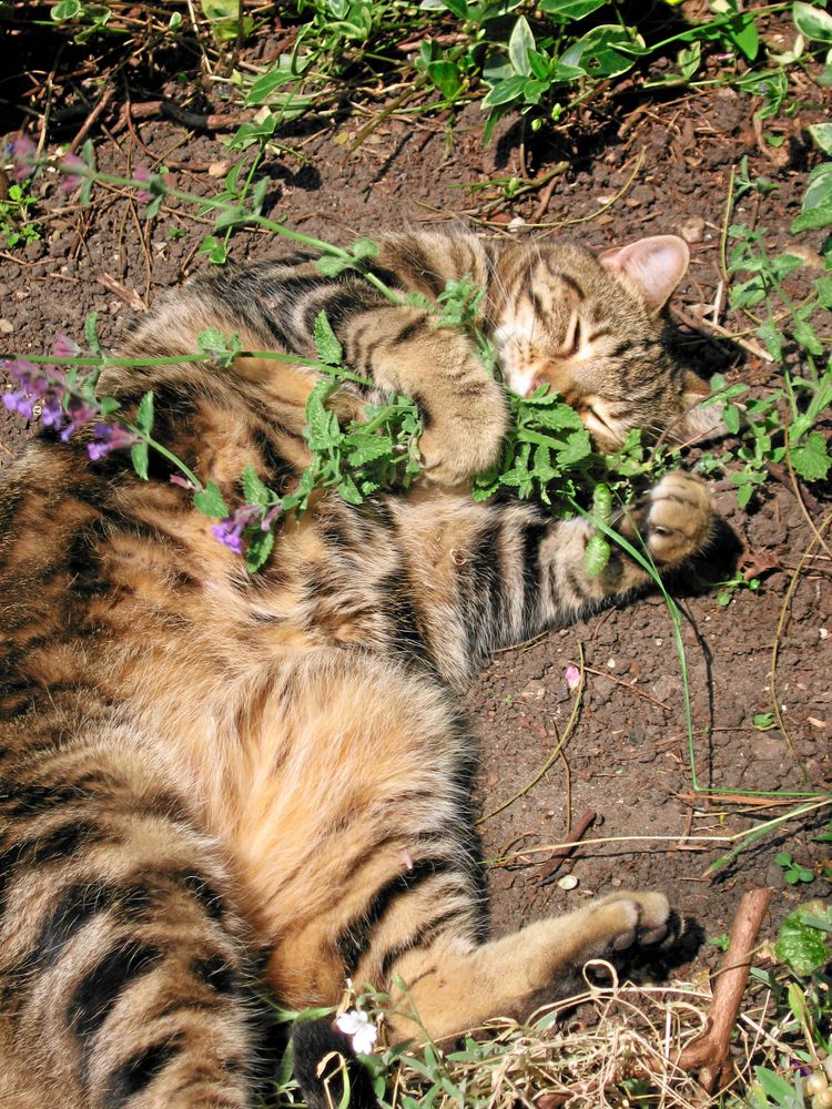 Myshörna för katten. Mjuk jord och famnen full med kattmynta. Foto: IBL