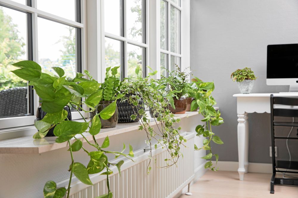 Gör en parad i fönstret. Här samsas gullranka med murgröna och några till. Foto: Flora Dania.