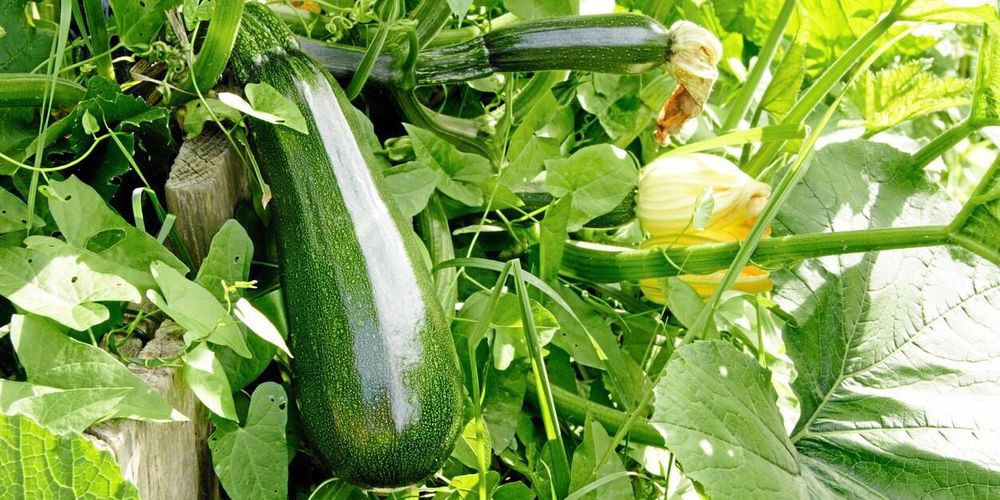 Squash eller zucchini? Det är frågan.