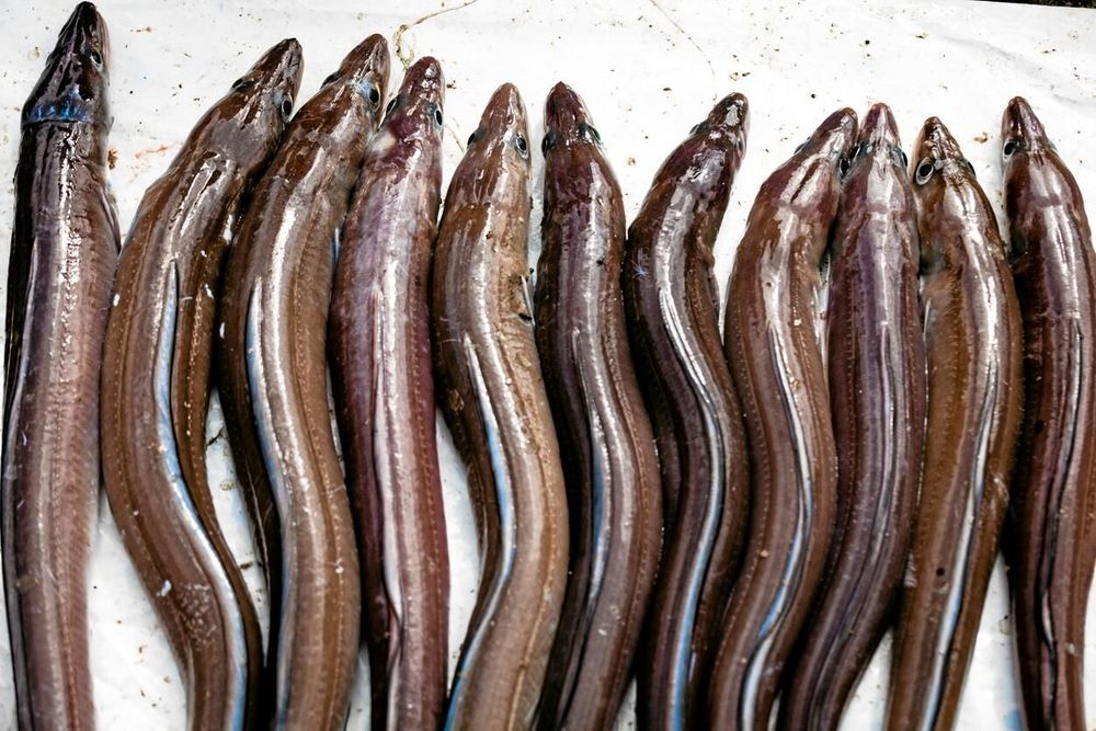 Det råder totalt fiskeförbud på ål från november till januari.