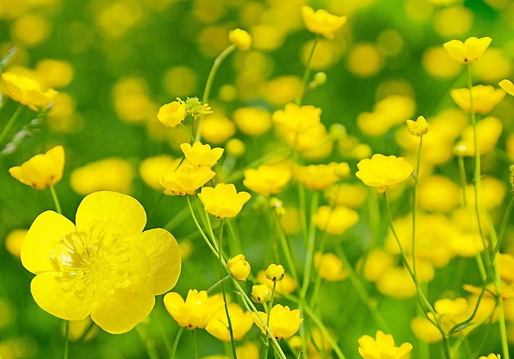 Smörblomma, en vild eternell.