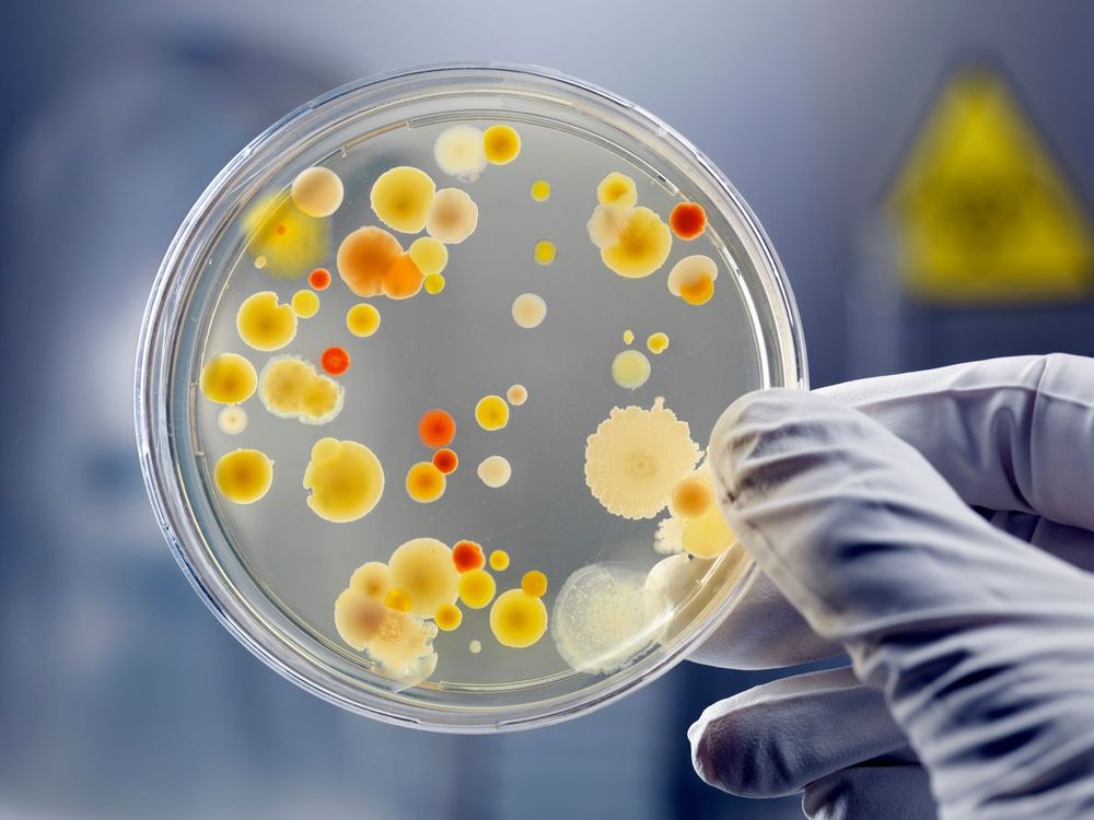Bakterier tål stora mängder strålning eftersom de har många kopior av sitt DNA. Förstörs något av deras DNA kan de bara ersätta den med en oskadad.