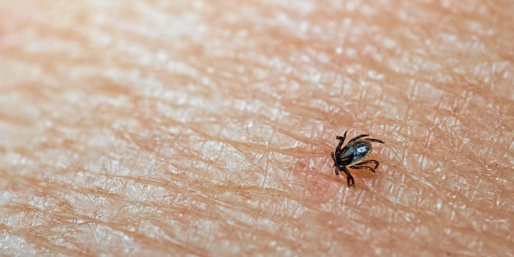 Fästingsäsongen 2020 tros bli rik på fästing. Coronakrisen kan också ställa till det med vaccinationer.