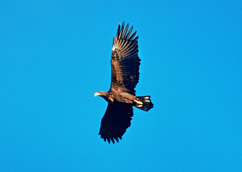 Havsörn med utspända vingar seglar ensam på klarblå himmel