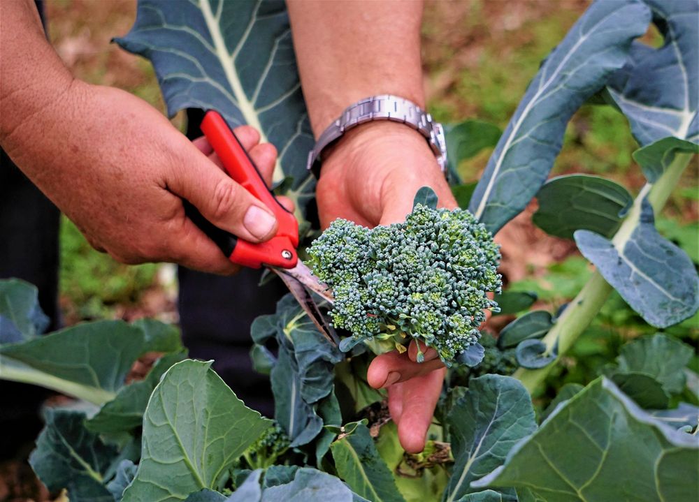 Ett par manshänder klipper av broccoli ute i trädgårdslandet.