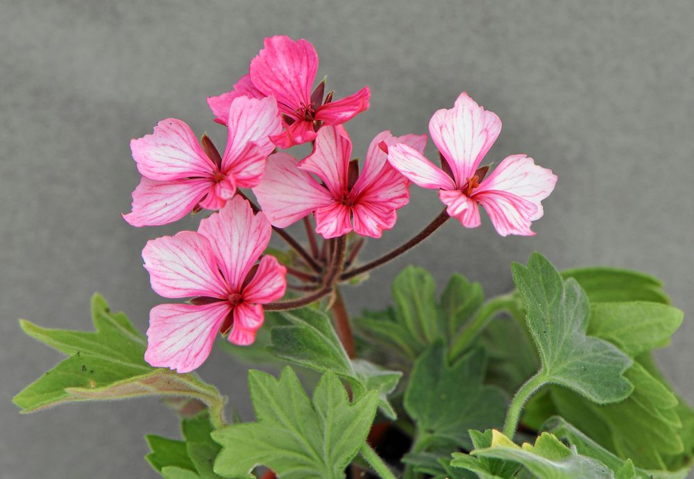 Vinnaren av Svenska Pelargonsällskapets omröstning är stjärnpelargonen Kellette.