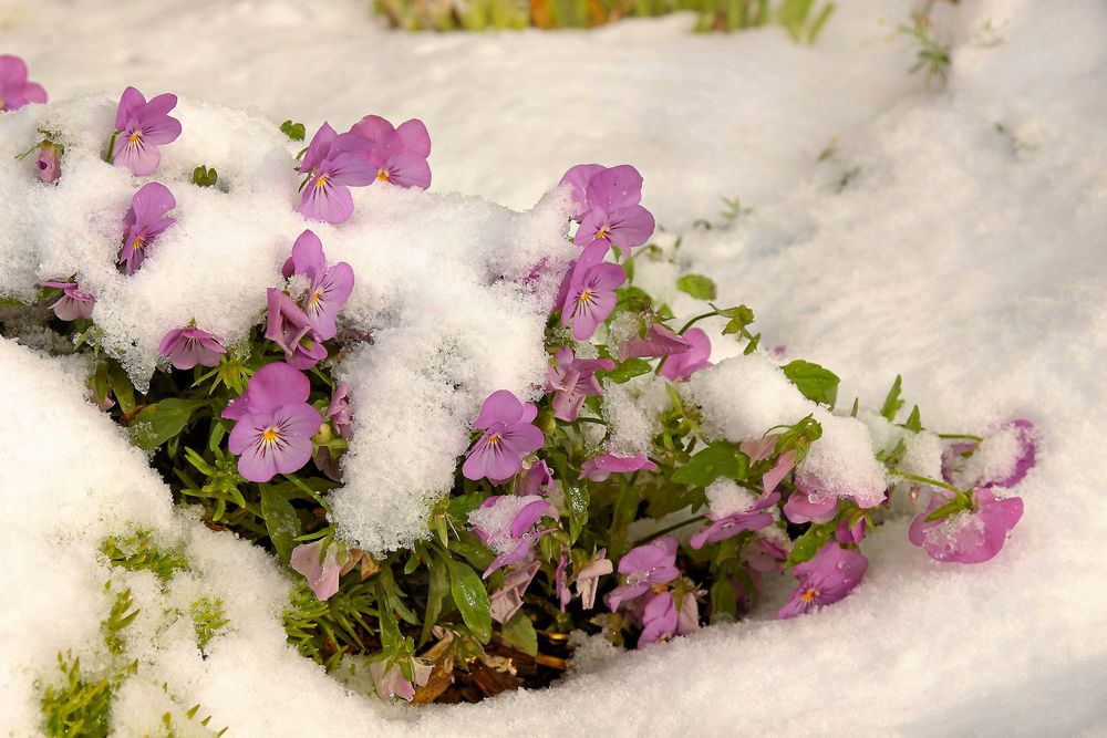 Tålig blomma som trivs till och med med en rejäl giva snö.