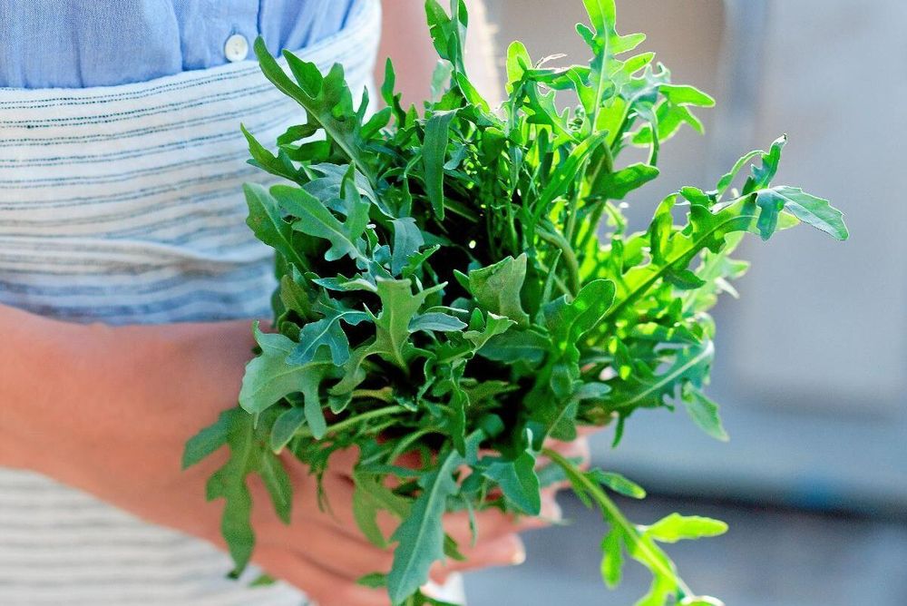 Gör en snabb och supergod pesto på ruccolasallat.