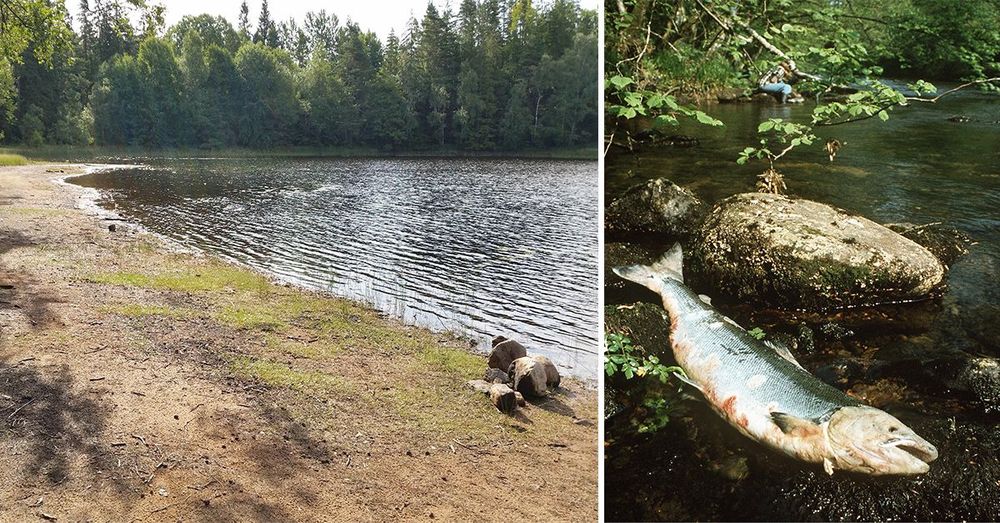 Organiskt svavel kan sköljas ner i vattendragen och orsaka en surstöt som kan innebära kraftig fiskdöd.