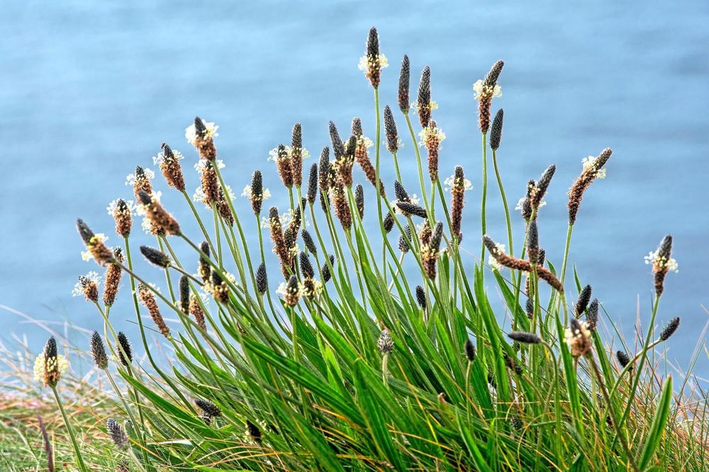 Svartkämpe (Plantago lanceolata) med utslagna blommor.