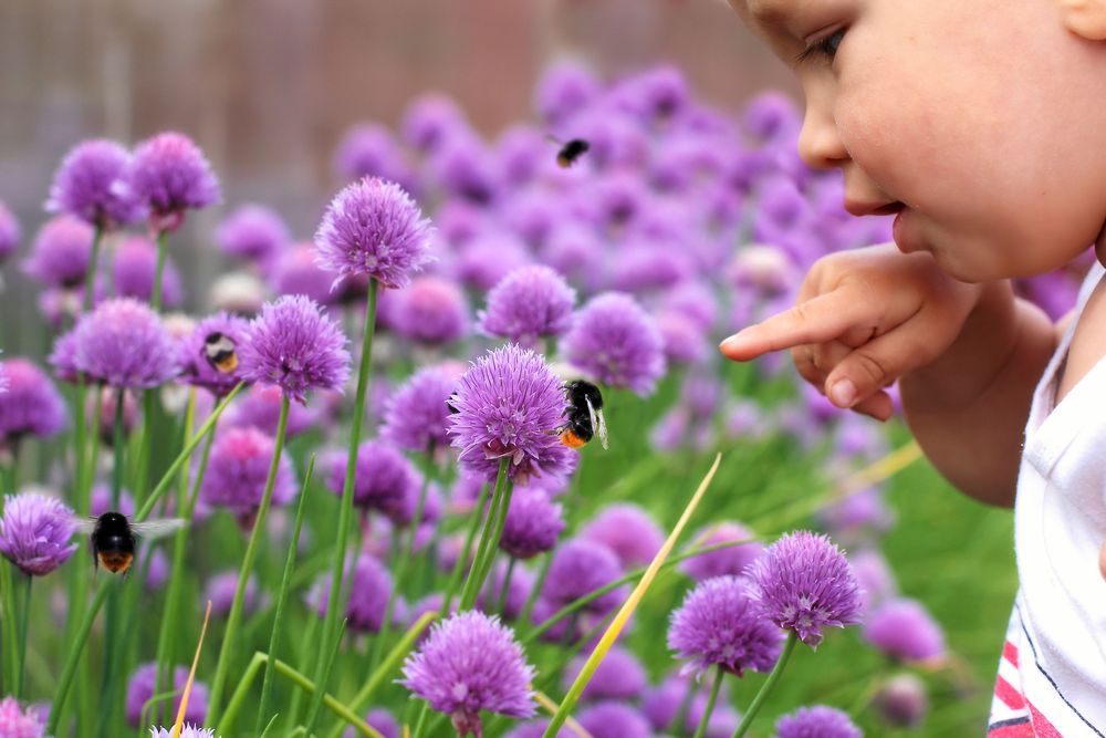 Gräslök som blommar lockar humlor.