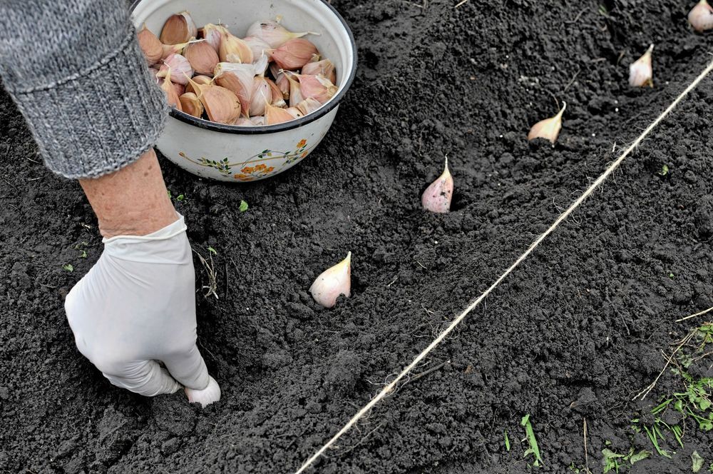 Så vitlök på hösten, skörda nästa år.