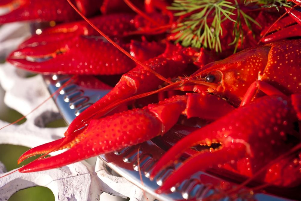 Så gör du kräftlag till frysta kräftor Land