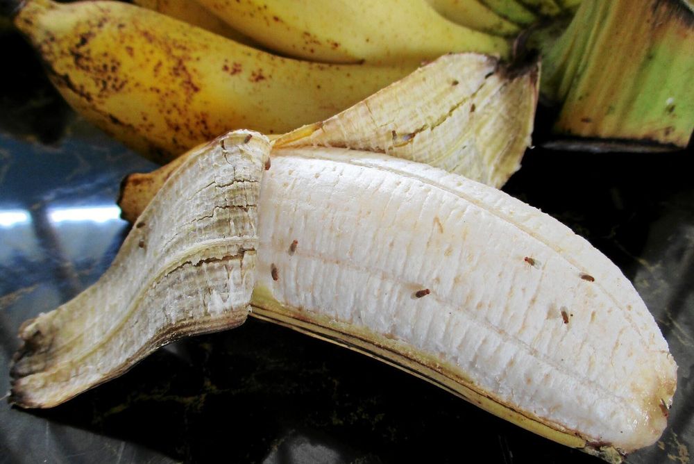 Fruktflugor på bananer.