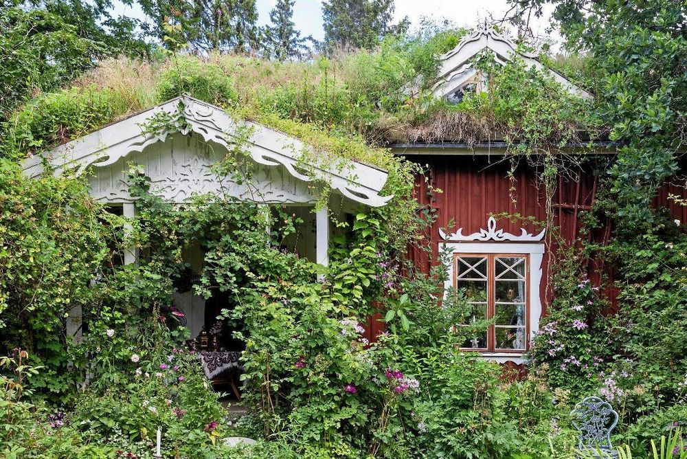 Torpet i Källäng omringas av klätterväxter och handgrävda näckrosdammar.