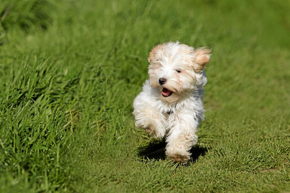 Bichon havanais springer på gräsmatta.