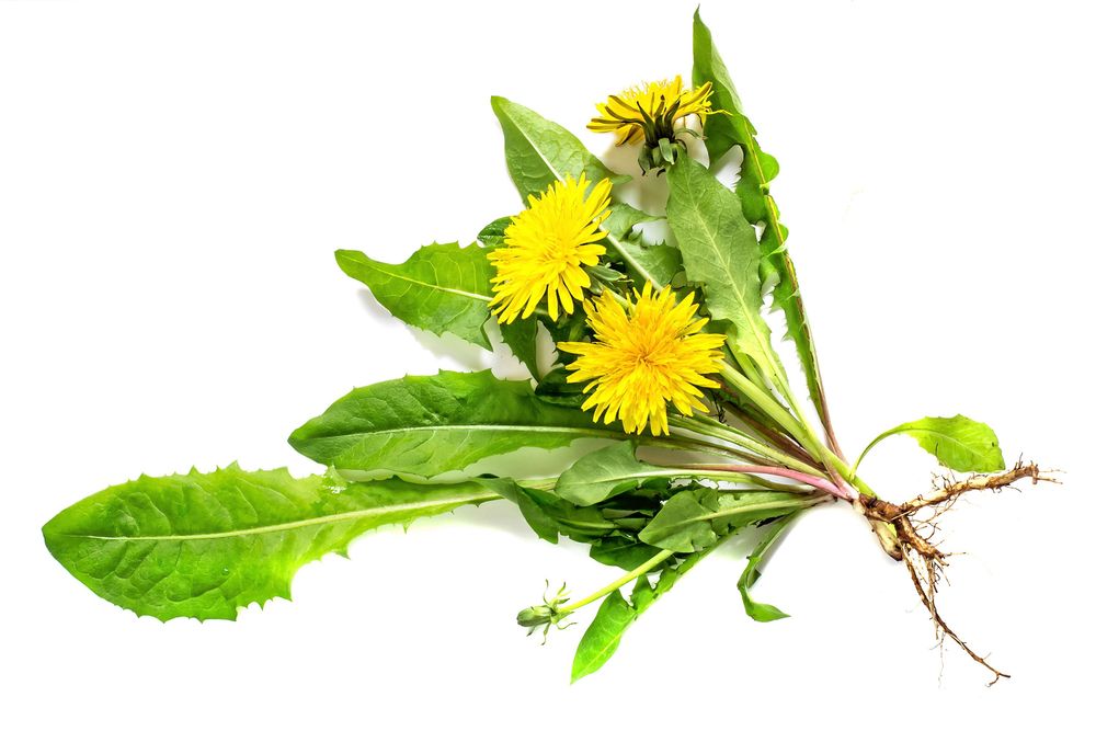 Passa på att plocka hem och torka den livskraftiga maskrosen med sina kraftfulla, bitterämnen.