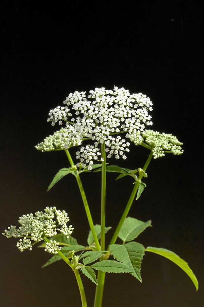 Blommande kirskål.