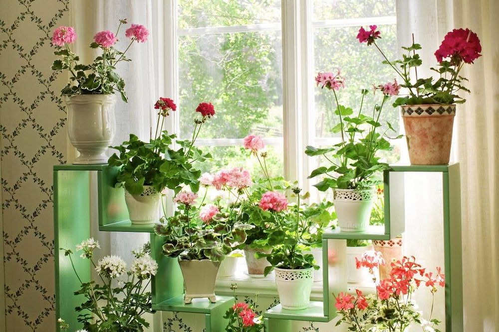 Är drömmen ett fönster fullt av anrika pelargoner? Ta hjälp av Land för att uppfylla den.