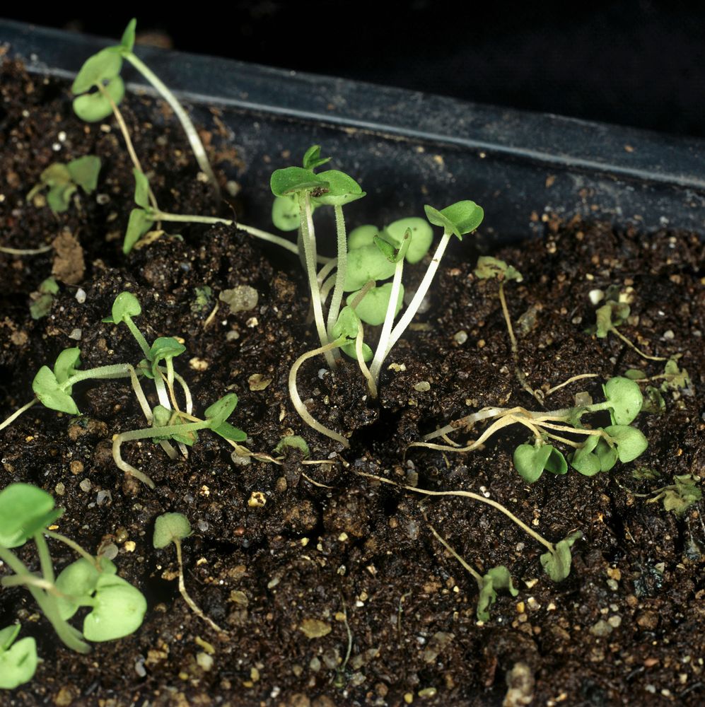 Små, gängliga plantor som växer i mörk, fuktig jord i en odlingslåda