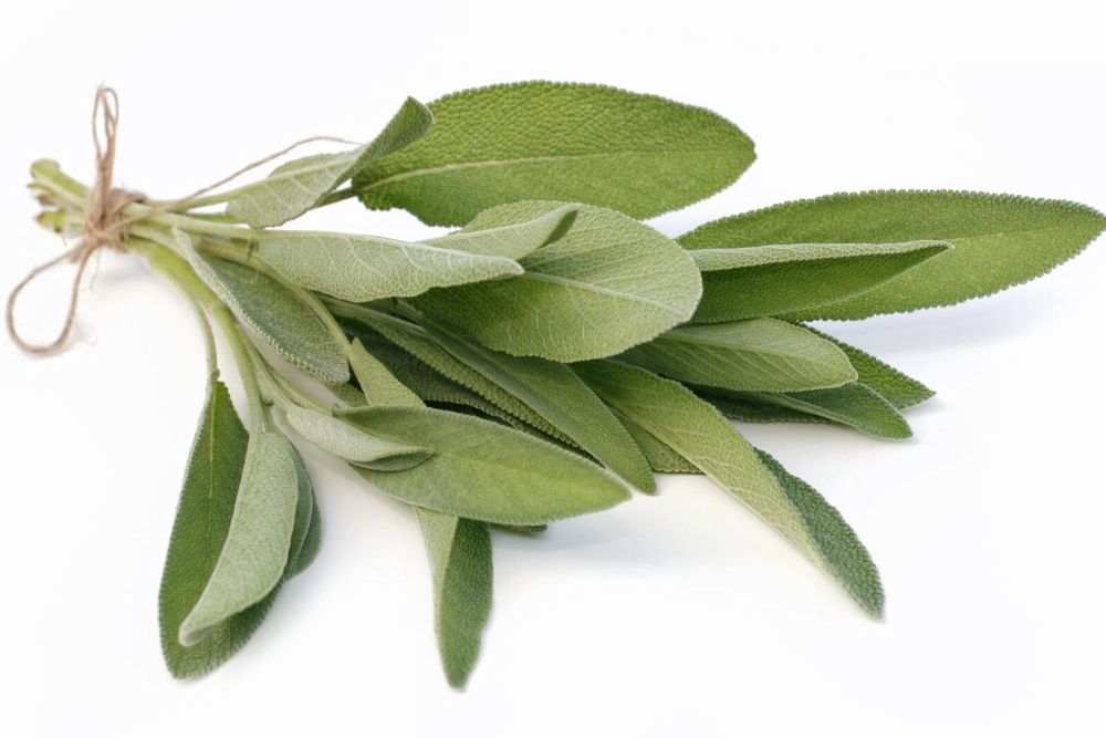 Salvia.